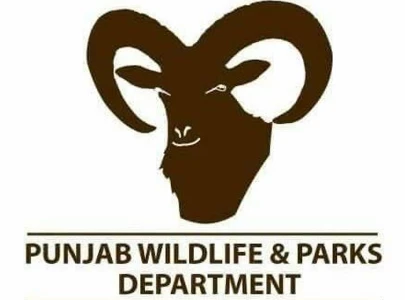 urial population in salt range rises