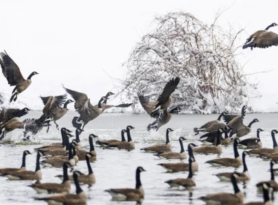 us bird populations are still crashing us bird populations are still crashing