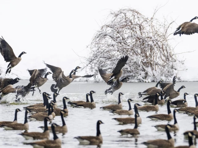us birds photo afp us birds photo afp