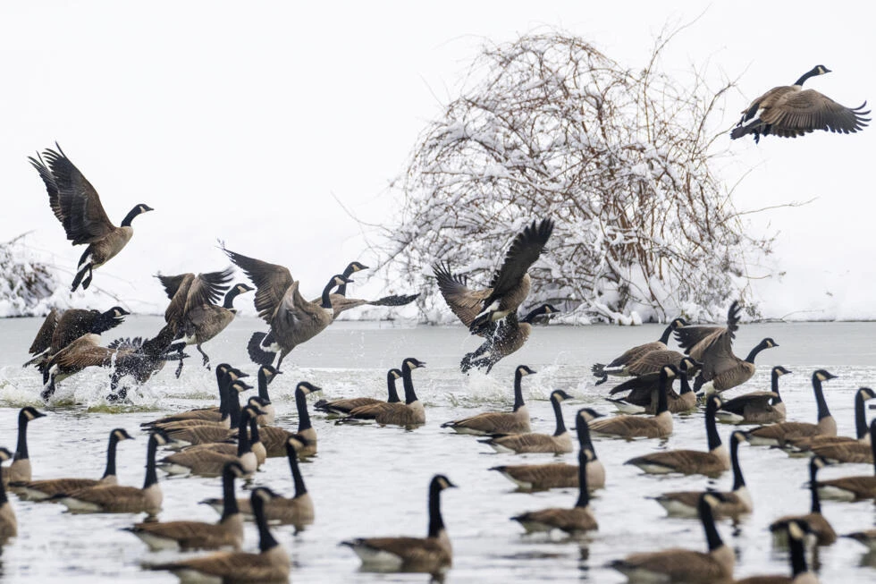 us birds photo afp us birds photo afp