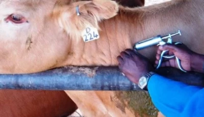 livestock experts urge vaccinations