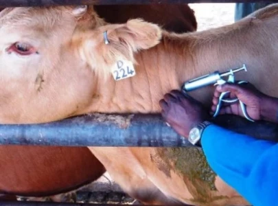 livestock experts urge vaccinations livestock experts urge vaccinations