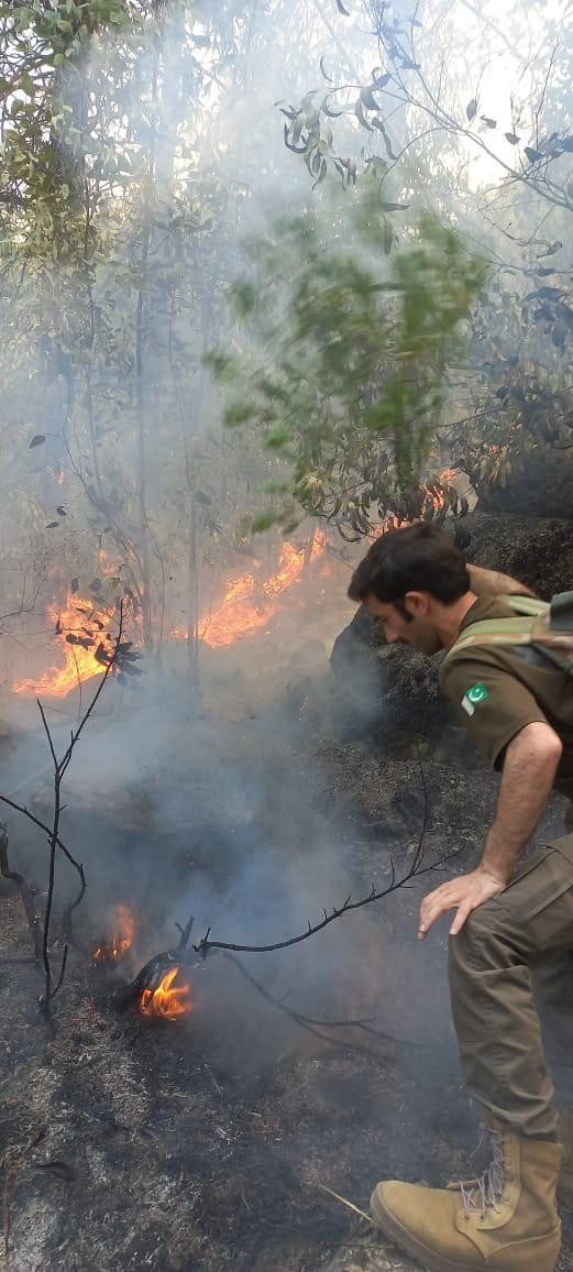 swat valley losing forest cover due to intentional fires