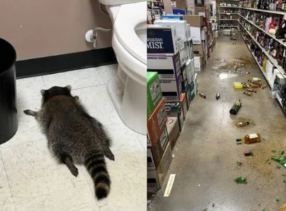 viral raccoon caught drunk in liquor store confirmed as repeat offender in virginia viral raccoon caught drunk in liquor store confirmed as repeat offender in virginia