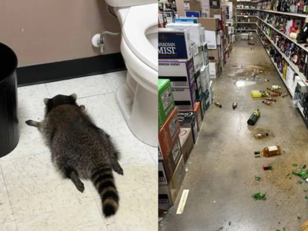 viral raccoon caught drunk in liquor store confirmed as repeat offender in virginia