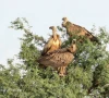 vultures sighting has drawn attention from wildlife experts who described it as a significant development photo express news