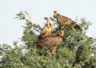 vultures sighting has drawn attention from wildlife experts who described it as a significant development photo express news