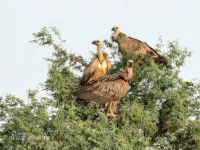vultures sighting has drawn attention from wildlife experts who described it as a significant development photo express news
