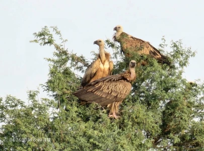 endangered vultures rebound in punjab habitats