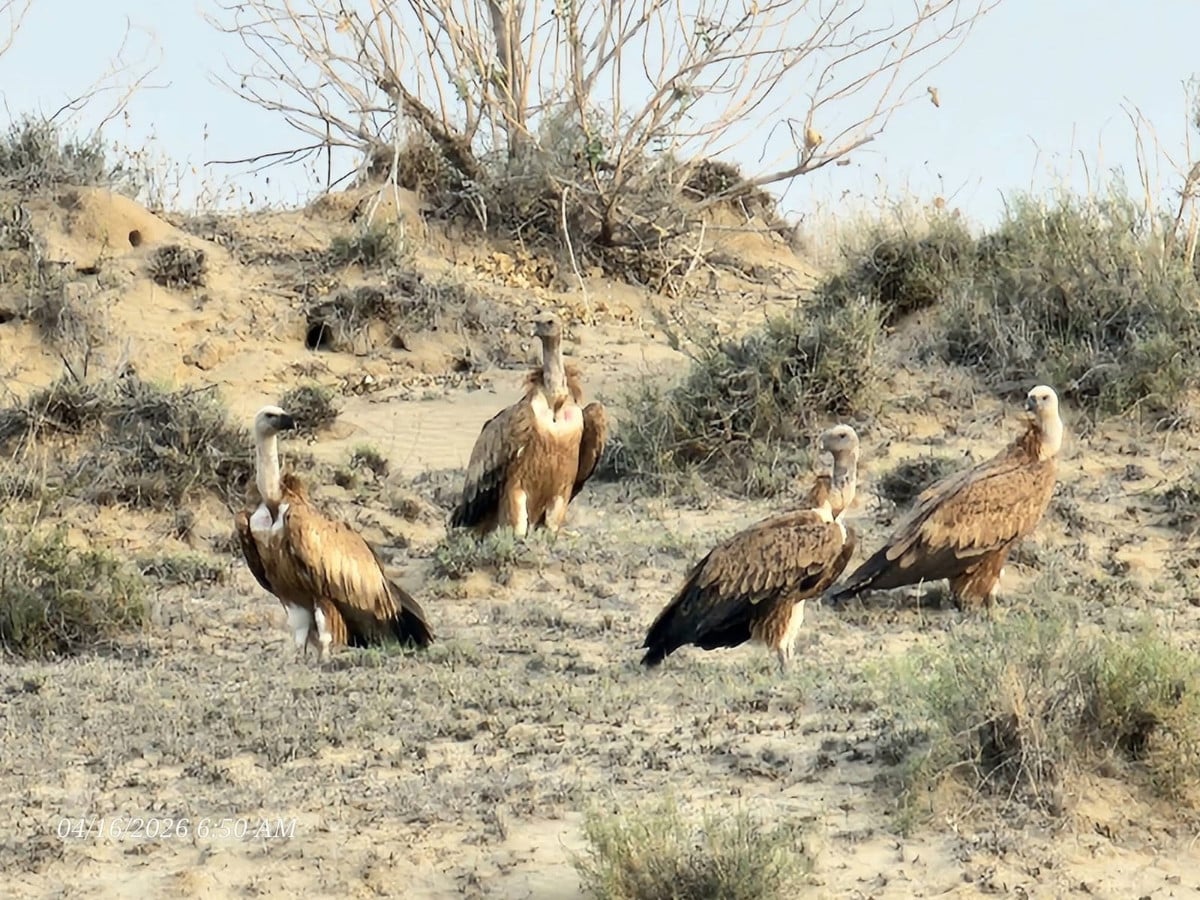 A large number of Eurasian griffon vultures were observed two days ago in Toba Tharo Lal, an area of Yazman in Rahim Yar Khan district. PHOTO: EXPRESS NEWS