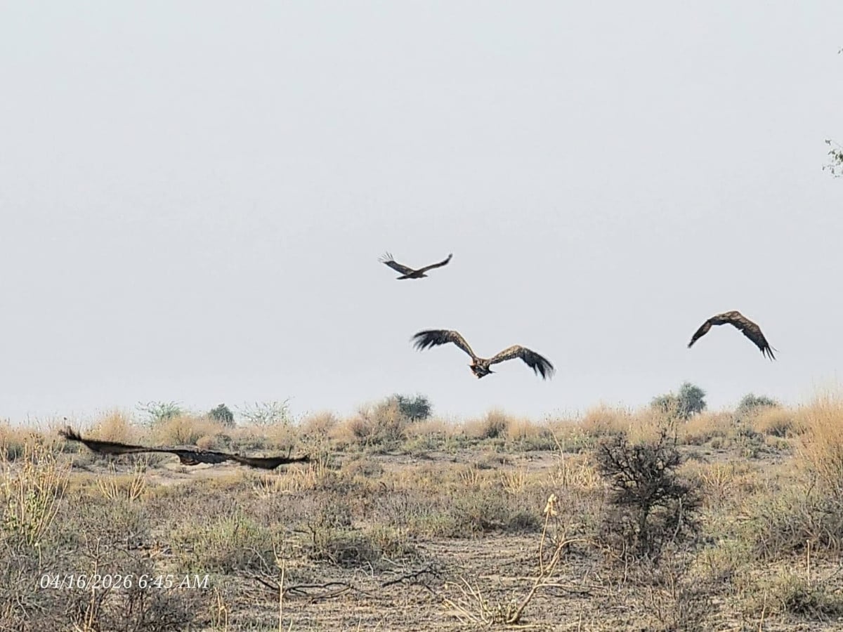 Assistant Chief Wildlife Ranger Rahim Yar Khan, Mujahid Kaleem, said that the exact population of Eurasian griffon vultures in Pakistan has not been determined due to limited data. PHOTO: EXPRSS NEWS