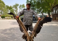 punjab wildlife rangers holding rescued rare vulture photo punjab wildlife dept