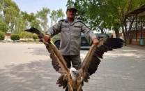 rare vulture rescued near punjab s rahim yar khan