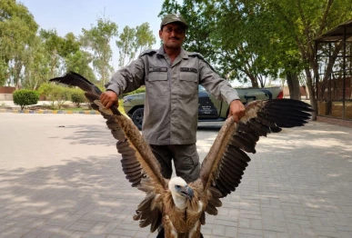 punjab wildlife rangers holding rescued rare vulture photo punjab wildlife dept