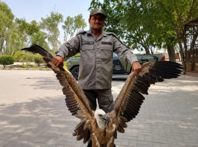 rare vulture rescued near punjab s rahim yar khan rare vulture rescued near punjab s rahim yar khan