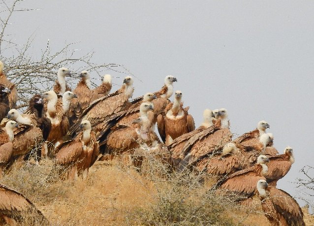 A flock of rare Eurasian Griffon Vulture winter in the Kirthar National Park north of Karachi â PHOTO COURTESY ZEENAT BAYAT