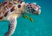 ocean warming is not uniform with some areas warming faster than others photo pixabay