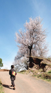 spring fever spring fever