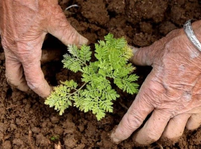 chinese wonder weed aids global battle against malaria