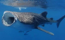 national action plan announced to save sharks national action plan announced to save sharks
