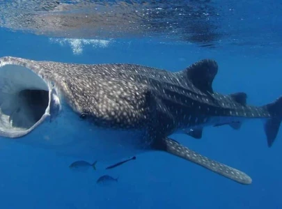 national action plan announced to save sharks national action plan announced to save sharks