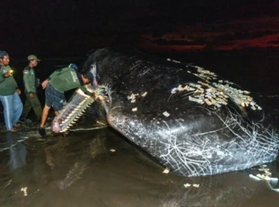 third massive whale in a month beaches itself dies in bali third massive whale in a month beaches itself dies in bali