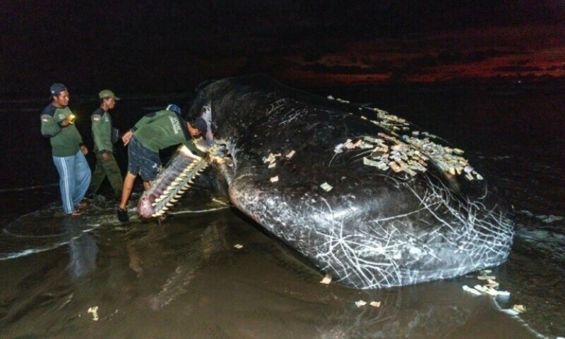 members of an indonesian environmental task force team examine the mouth of a dead sperm whale that washed up on a beach in bali s jembrana district photo afp