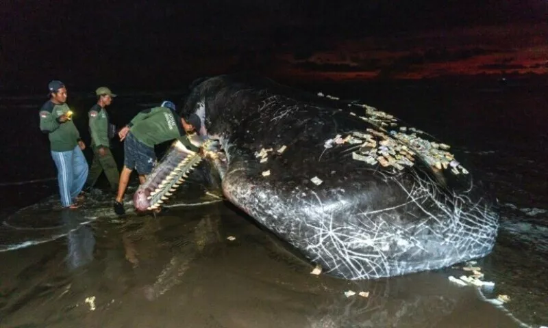 members of an indonesian environmental task force team examine the mouth of a dead sperm whale that washed up on a beach in bali s jembrana district photo afp members of an indonesian environmental task force team examine the mouth of a dead sperm whale that washed up on a beach in bali s jembrana district photo afp