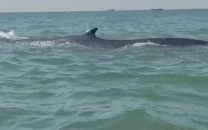 pod of bryde s whales spotted off gwadar coast pod of bryde s whales spotted off gwadar coast