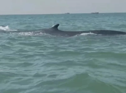 pod of bryde s whales spotted off gwadar coast pod of bryde s whales spotted off gwadar coast