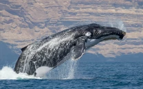 six endangered arabian humpback whales sighted near gwadar