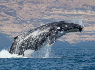 six endangered arabian humpback whales sighted near gwadar six endangered arabian humpback whales sighted near gwadar