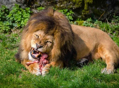 lion mauls teenage girl to death in kenya