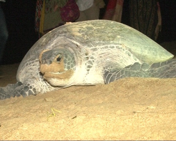 turtles have stopped coming to sandspit beach due to garbage strewn across it photo express