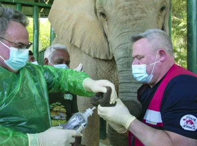 safari park elephants diagnosed with tb