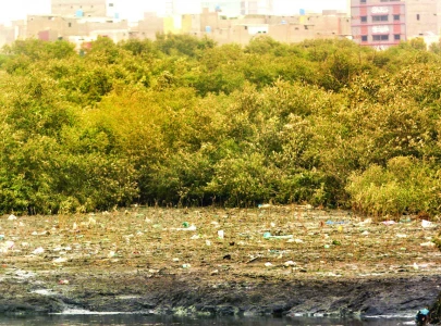 coastal areas witness mangrove deforestation