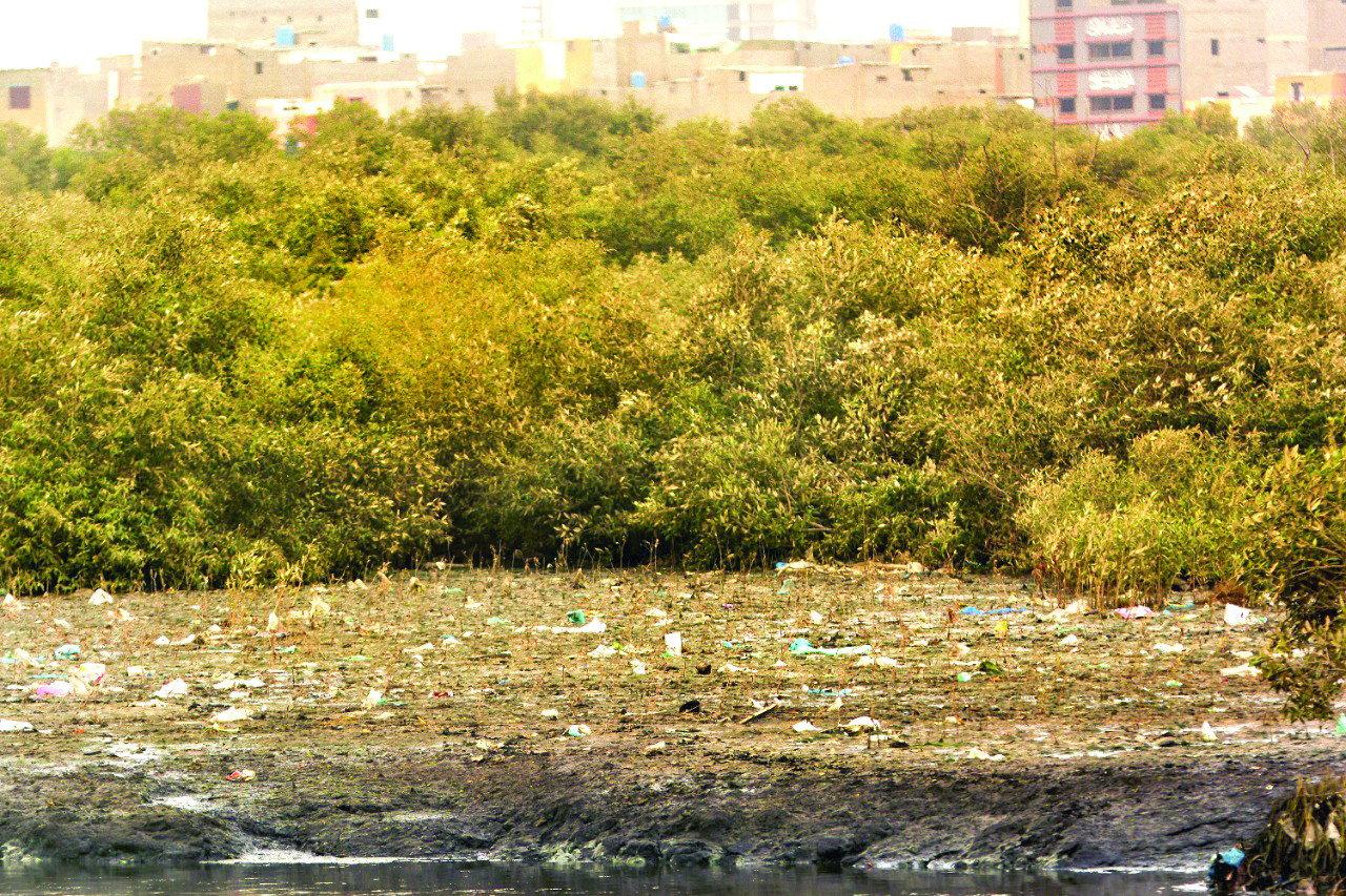 mangrove photo express