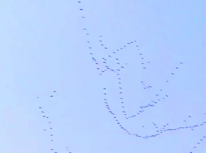 feathered guests from siberia returning home