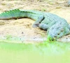 sindh s crocodiles are dervishes swd official