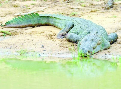 sindh s crocodiles are dervishes swd official sindh s crocodiles are dervishes swd official
