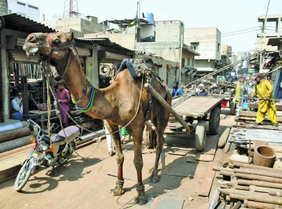 camel carts vanishing from city s roads