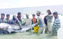 fishermen rescue and release rare risso s dolphin fishermen rescue and release rare risso s dolphin