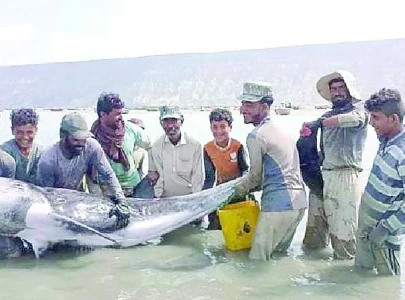 fishermen rescue and release rare risso s dolphin