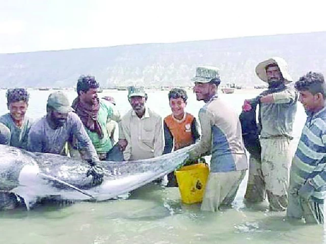 local fishermen pose with a rare risso s dolphin before releasing it back into the ocean showcasing the power of compassion and conservation photos express local fishermen pose with a rare risso s dolphin before releasing it back into the ocean showcasing the power of compassion and conservation photos express
