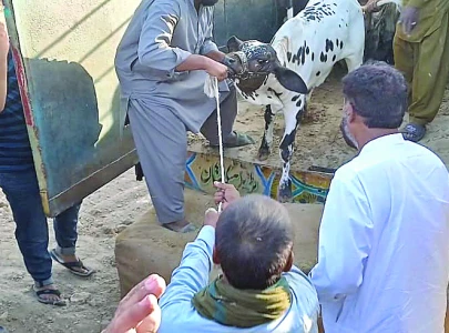 sacrificial animals arrive at cattle market