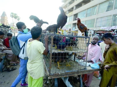 saddar bird market embroiled in dispute saddar bird market embroiled in dispute