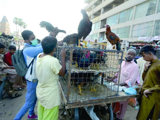 people purchase roosters and hens of local and egyptian breeds from a vendor outside the famous bird market in saddar photo jalal qureshi express people purchase roosters and hens of local and egyptian breeds from a vendor outside the famous bird market in saddar photo jalal qureshi express