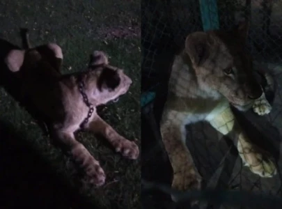 two lions seized in gujranwala after man s tiktok stunt sparks outrage two lions seized in gujranwala after man s tiktok stunt sparks outrage