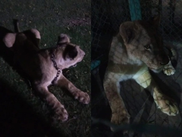 Two lions rescued in Gujranwala