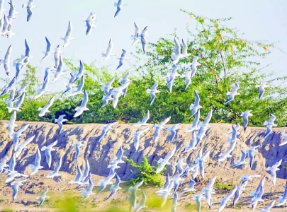 climate shifts droughts threaten migratory bird haven climate shifts droughts threaten migratory bird haven